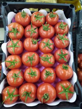 Public product photo - 🍅 *now we offer FRESH TOMATOES* 🍅

To ensure that you get the best quality and the best price, you have to deal with Alshams company.

We are alshams an import and export company that offer all kinds of agriculture crops.

ORDER OUR PRODUCT NOW🔥

Best Regards

Merna Hesham

Tel: 0020402544299

📞Cell(whats-app) 00201093042965

✉️email :Alshamsexporting@yahoo.com

I hope to be trustworthy for you